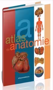 Atlas de anatomie