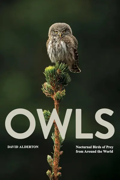 Owls