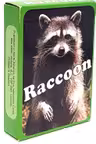 Raccoon