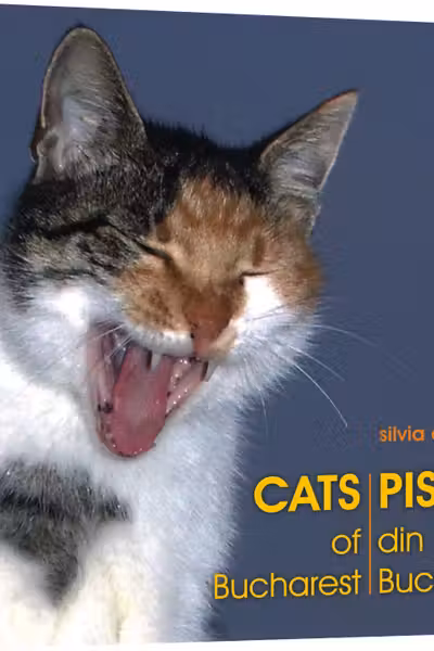 Pisici din București