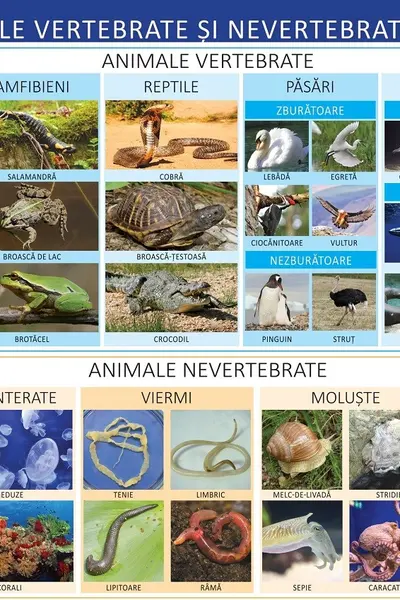 Planșa Animale vertebrate și nevertebrate