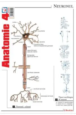 Pliant Anatomie 4