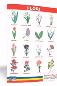 Flori - plansa 50x70 - Proiecte Tematice