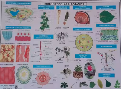 Planșa Biologie școlară