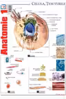 Pliant Anatomie 1