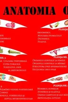 Mapa anatomia omului