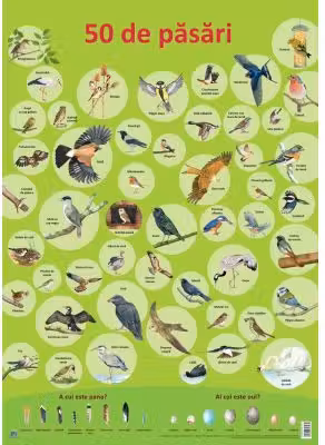 Plansa 50 de pasari