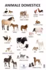 Plansa Animale Domestice