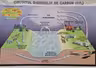 Circuitul dioxidului de carbon in natura (format 1000x700 mm). Plansa cu sipci de lemn