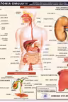 Planșă anatomia omului II