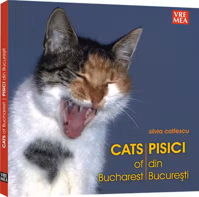 Pisici din București
