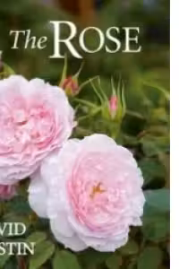THE ROSE
