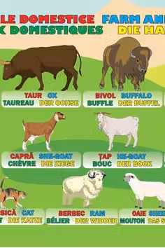 Planșa Animale domestice