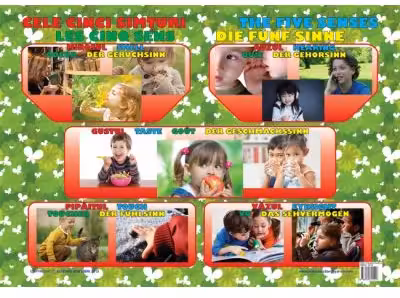 Cele Cinci Simturi - Plansa educativa