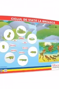 Ciclul de viata la broasca - plansa 50x70 - Proiecte Tematice