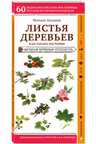 Листья деревьев. Как узнать растение