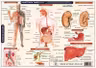 Planșă anatomia omului II