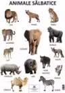 Plansa Animale salbatice
