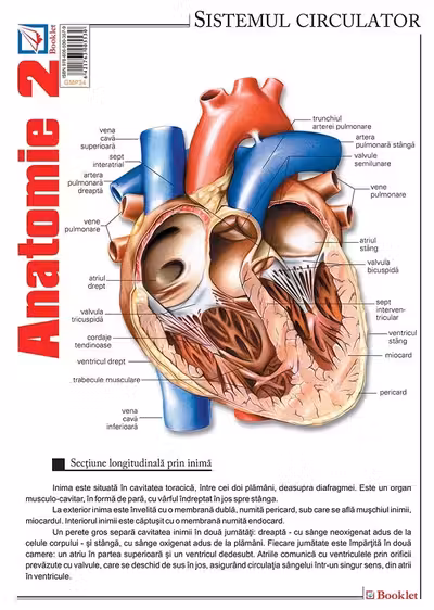 Planșa Anatomie 2