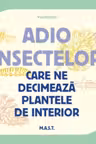 Adio insectelor care ne decimeaza plantele de interior