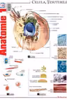 Planșa Anatomie 1