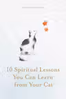 10 Spiritual Lessons You Can Learn from Your Cat