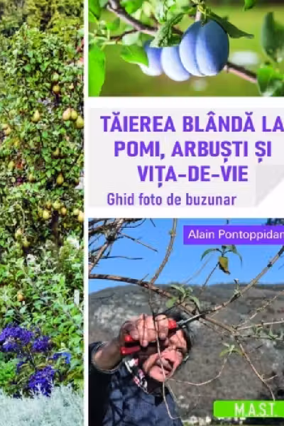 Taierea blanda la pomi, arbusti si vita-de-vie
