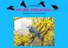 Păsări sedentare - Planșe