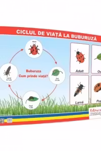 Ciclul de viata la buburuza - plansa 50x70 - Proiecte Tematice