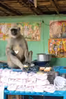 India Local