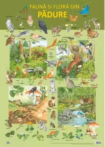 Plansa. Fauna si flora din padure