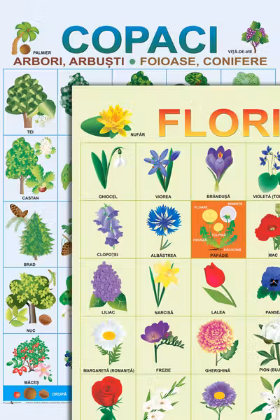 Plansa. Copaci. Flori.