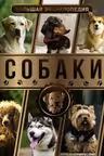 Большая энциклопедия. Собаки