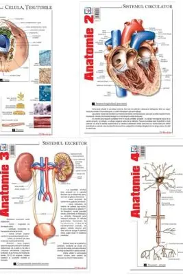 Pachet Pliante Anatomie, volumele 1-4
