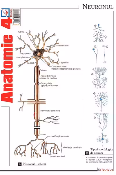 Planșa Anatomie 4