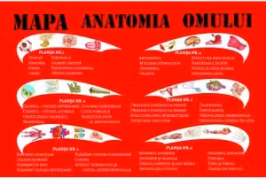 Mapa anatomia omului