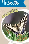 Micul biolog - Insecte - Jetoane