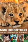 Мир животных