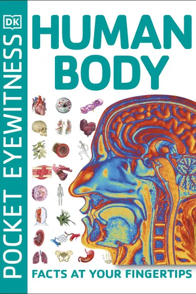 Human Body