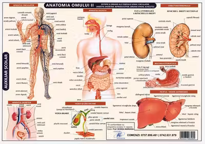 Planșă anatomia omului II