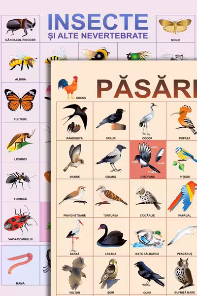 Plansa. Pasari. Insecte si alte nevertebrate.