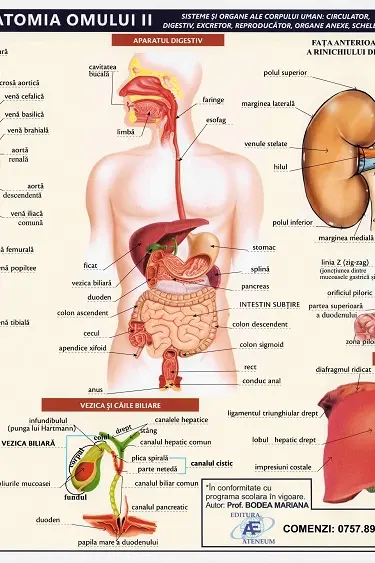 Planșă anatomia omului II