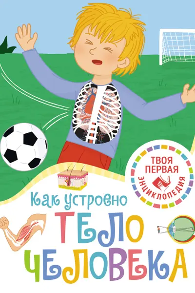 Как устроено тело человека