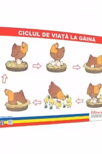 Ciclul de viata la gaina - plansa 50x70 - Proiecte Tematice