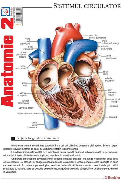 Planșa Anatomie 2
