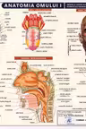 Planșă anatomia omului I