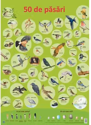 Plansa 50 de pasari