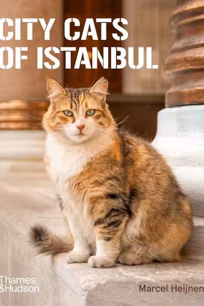 City Cats of Istanbul