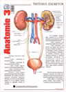 Pliant Anatomie 3