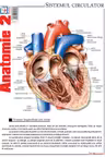 Planșa Anatomie 2